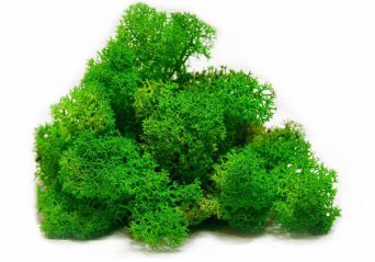 стабилизированный мох EcoGreen мох купить